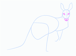 dessiner un kangourou adulte - etape 10