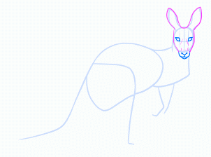 dessiner un kangourou adulte - etape 11