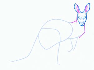 dessiner un kangourou adulte - etape 12