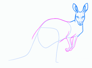 dessiner un kangourou adulte - etape 13