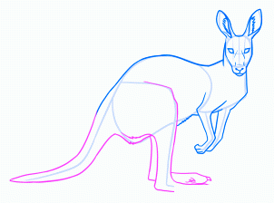 dessiner un kangourou adulte - etape 14
