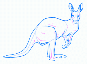 dessiner un kangourou adulte - etape 15