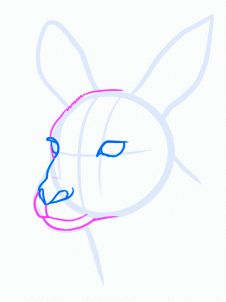 dessiner un kangourou adulte - etape 5