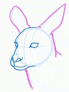 dessiner un kangourou adulte - etape 6