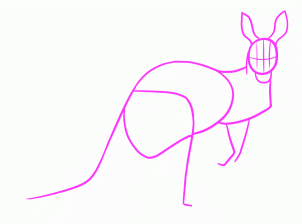 dessiner un kangourou adulte - etape 9