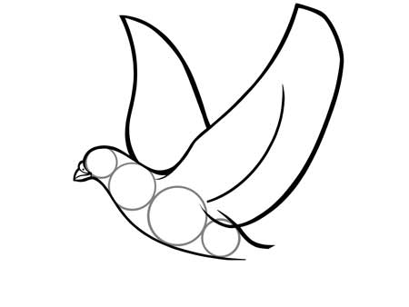 dessiner un oiseau type Colombe - etape 3